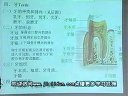 消化系統